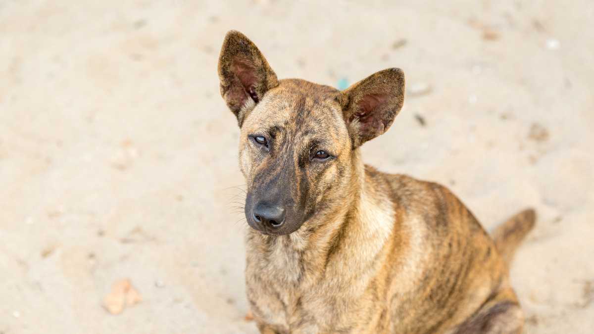 Dove andare con il cane a Porto Cesareo: spiagge pet-friendly e consigli